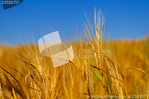 Image of wheat field with blue sky in background