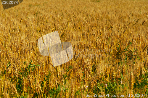 Image of wheat field with blue sky in background