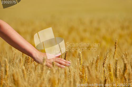 Image of hand in wheat field