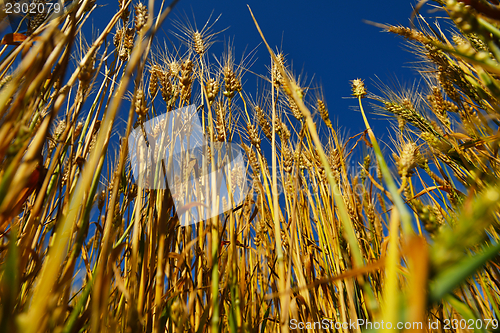 Image of wheat field with blue sky in background