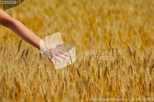 Image of hand in wheat field