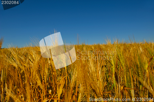 Image of wheat field with blue sky in background