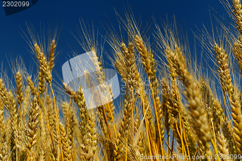 Image of wheat field with blue sky in background