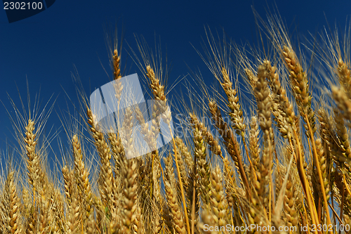 Image of wheat field with blue sky in background