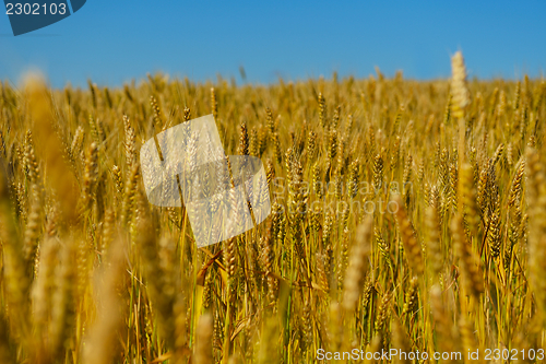 Image of wheat field with blue sky in background