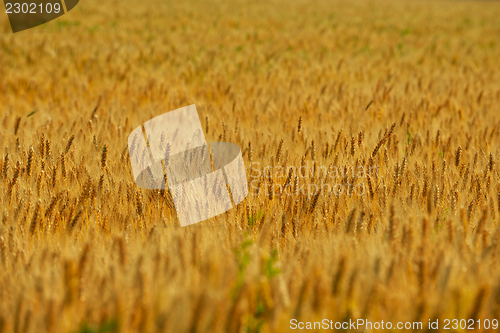 Image of wheat field with blue sky in background