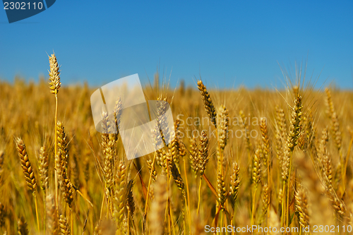 Image of wheat field with blue sky in background