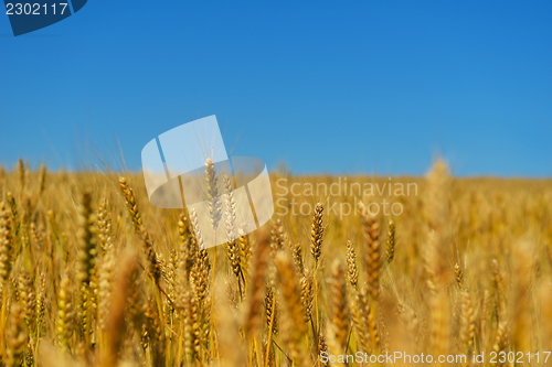 Image of wheat field with blue sky in background