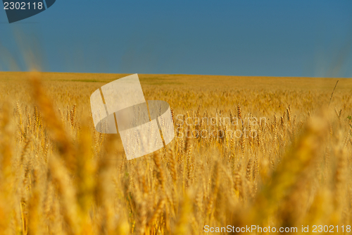 Image of wheat field with blue sky in background