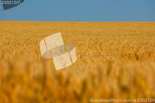 Image of wheat field with blue sky in background