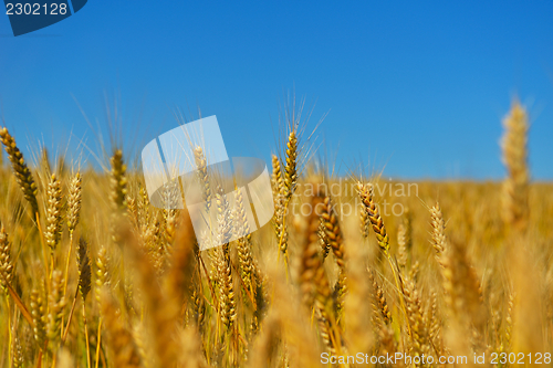 Image of wheat field with blue sky in background