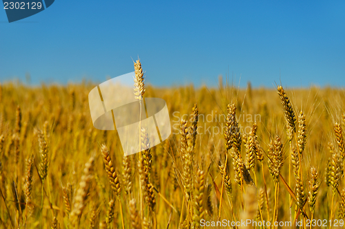 Image of wheat field with blue sky in background