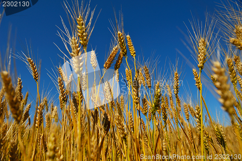 Image of wheat field with blue sky in background