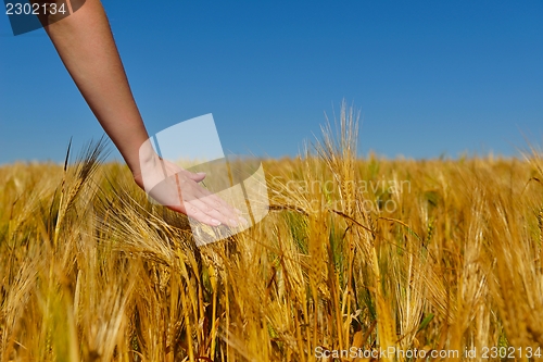 Image of hand in wheat field