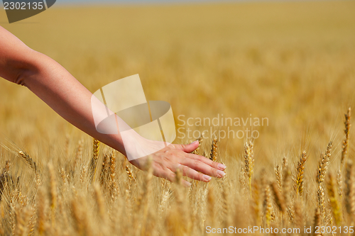 Image of hand in wheat field