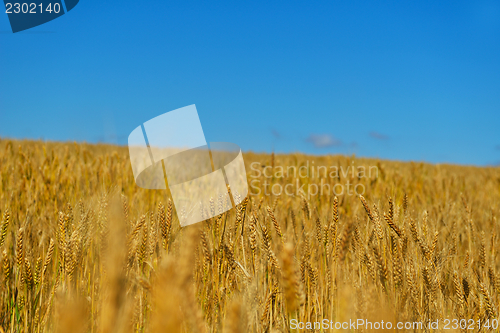 Image of wheat field with blue sky in background