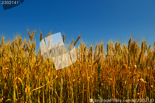 Image of wheat field with blue sky in background