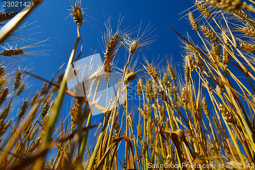 Image of wheat field with blue sky in background