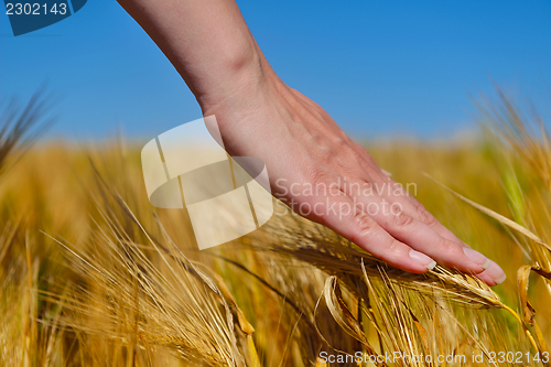 Image of hand in wheat field