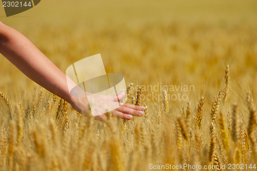 Image of hand in wheat field