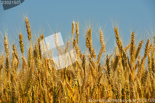 Image of wheat field with blue sky in background