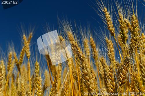 Image of wheat field with blue sky in background