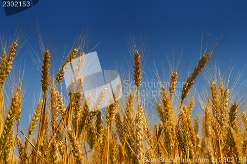Image of wheat field with blue sky in background