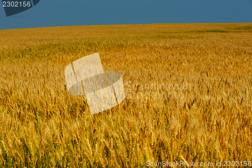 Image of wheat field with blue sky in background