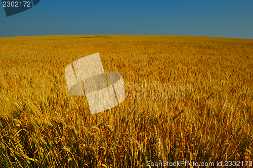 Image of wheat field with blue sky in background