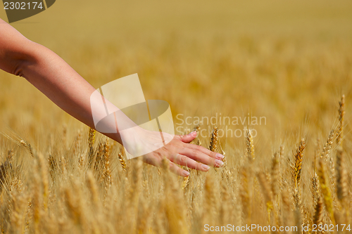 Image of hand in wheat field