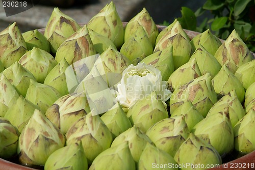 Image of Lotus flowers at a temple