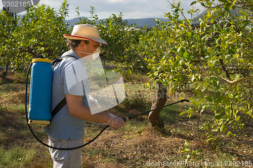 Image of Spraying pesticide