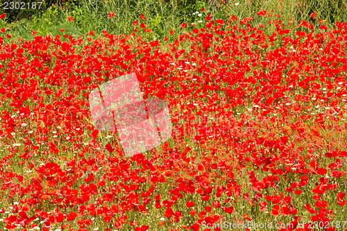 Image of Poppy field full frame