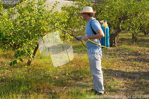 Image of Spraying a lemon field