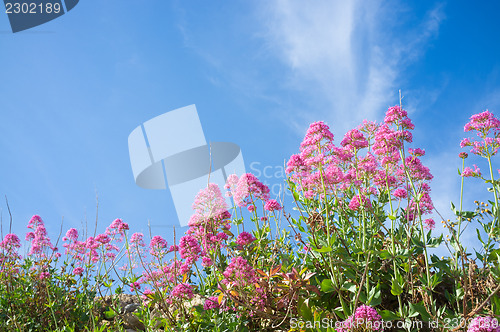 Image of Red valerian