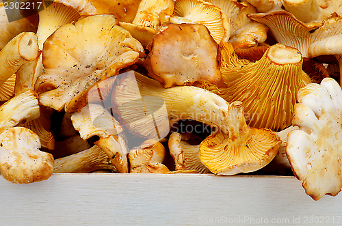 Image of Golden Chanterelles 