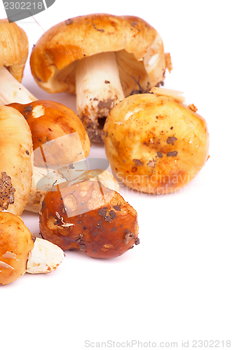 Image of Edible Mushrooms