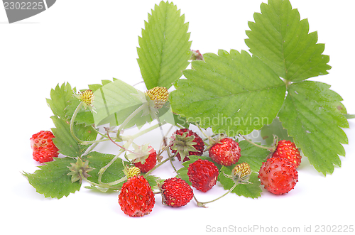 Image of Wild Strawberries