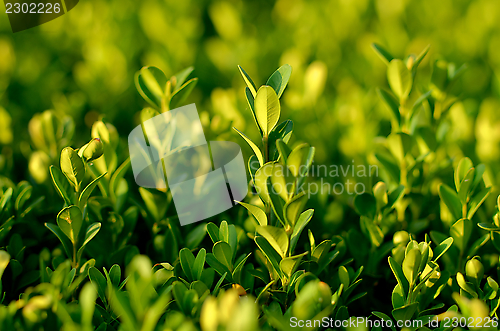Image of Green Plants Background