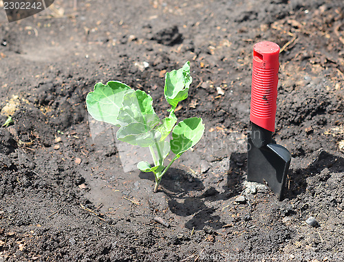 Image of gardening