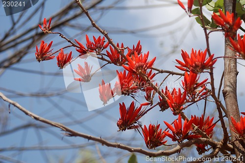 Image of Red flowers