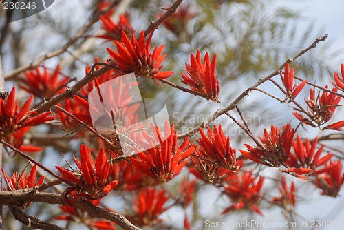 Image of Red flowers