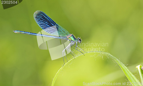 Image of dragonfly on a blade of grass