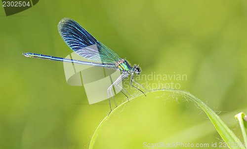 Image of dragonfly on a blade of grass