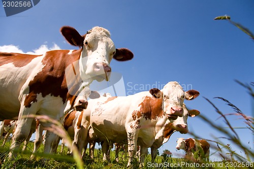 Image of Montbeliarde cows