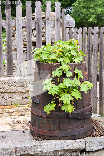 Image of Green vegetation in an old barrel in the backyard