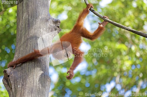 Image of Borneo Orangutan