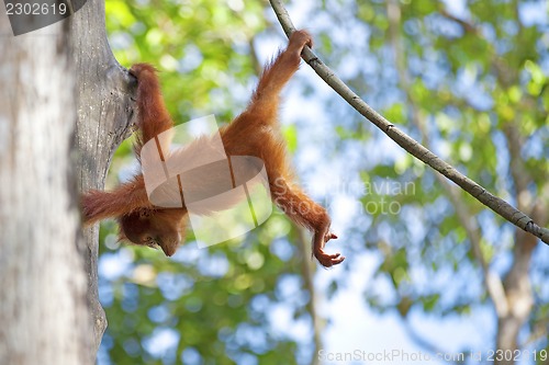 Image of Borneo Orangutan