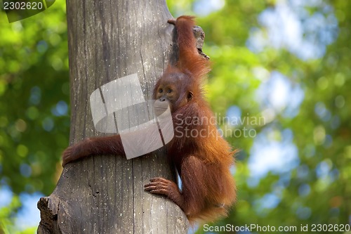 Image of Borneo Orangutan