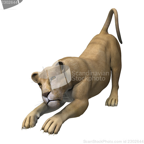 Image of Stretching Lioness